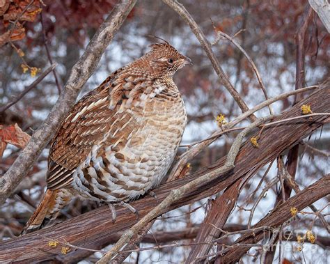Male Ruffed Grouse Witch Hazel Photograph By Timothy Flanigan Fine