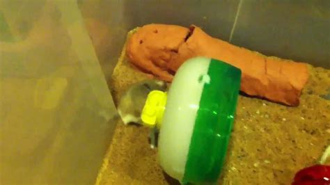 Robo Dwarf Hamster Plastic Bin Cage Youtube