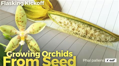 Growing Orchids From Seed Video 1 Of 4 Sowing Dry Seeds Using Hydrogen Peroxide And A Glovebox