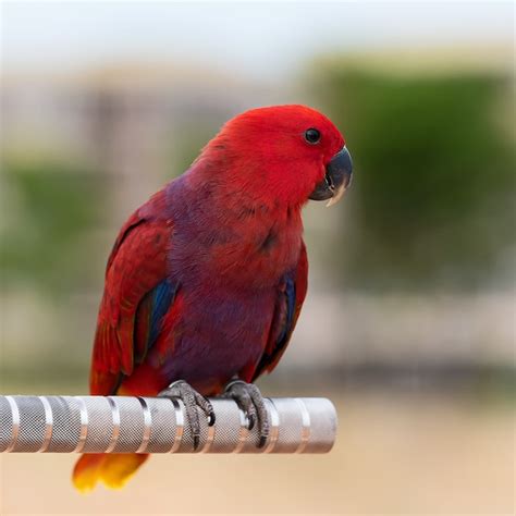 Premium Photo Eclectus Roratus Vosmaeri