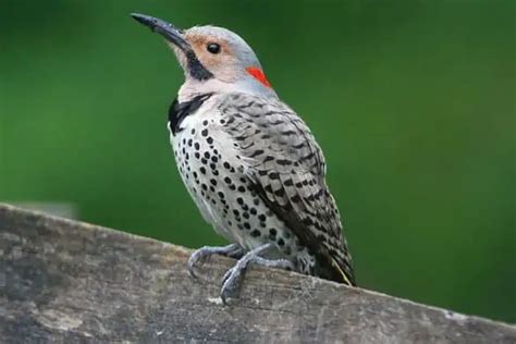7 Species Of Woodpeckers In Pennsylvania Bird Feeder Hub