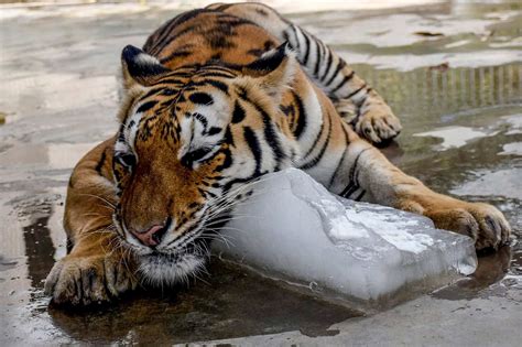 Heat Wave In South Asia Icy Treat At Pakistan Zoo Helps Animals To