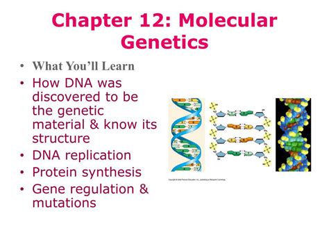 Ppt Chapter 12 Molecular Genetics Powerpoint Presentation Free