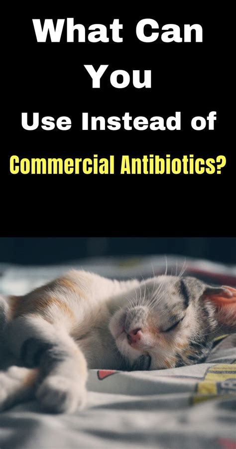 How to solve behavior problems. Fight the Good Feline Fight with Natural Antibiotics | Ear ...
