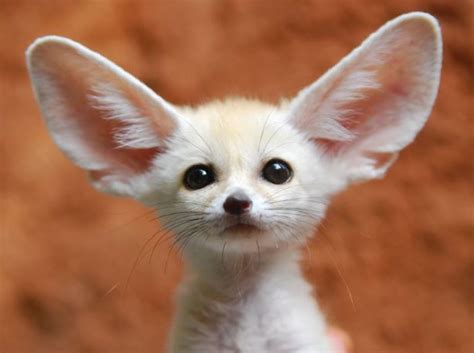Cute Animals With Big Ears Holy Cuteness