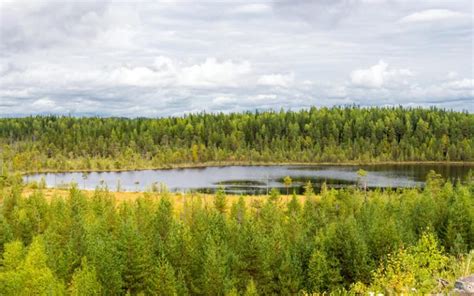 Fascinating Facts About The Boreal Forest Greentumble