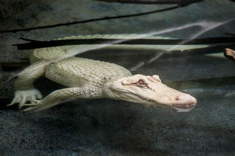 Rare Albino Alligator Arrives At Brookfield Zoo Chicago