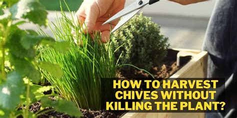 How To Harvest Chives Without Killing The Plant Best Tips Only