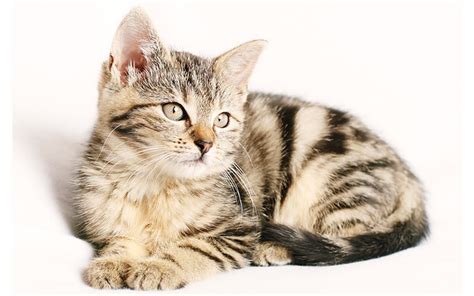 Tabby Cat Facts 30 Fun And Fascinating Facts For Tabby Kitten Owners