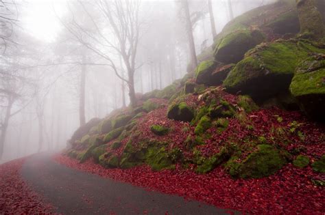 Fog On Autumn Road Wallpaper Nature And Landscape Wallpaper Better