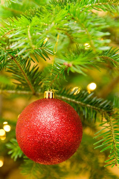 Red Bauble On A Christmas Tree Free Stock Photo Public Domain Pictures