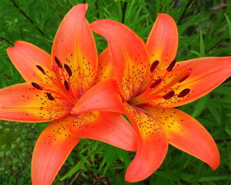 Tiger Lilies Tiger Lily Flowers Tiger Lily Lily Bulbs
