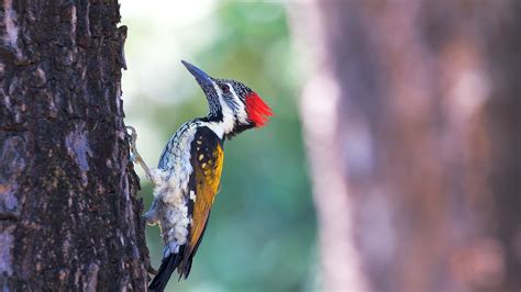 Bird Woodpecker On Tree Nature Hd Wallpapers Hd Wallpapers