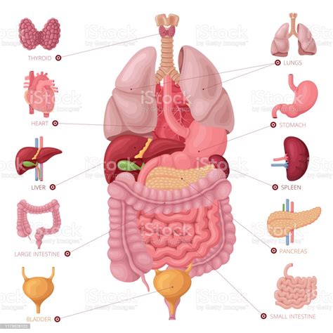 Scientific medical illustration of human body organs. Human Internal Organs Anatomy Vector Stock Illustration ...