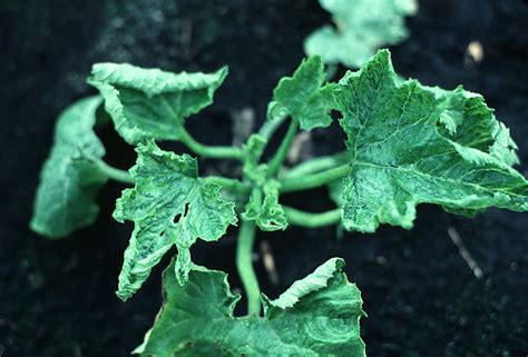 Virus Diseases Of Cucurbits Cornell Vegetables