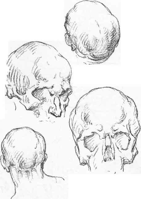 The Skull Anatomical Drawings Joshua Nava Arts