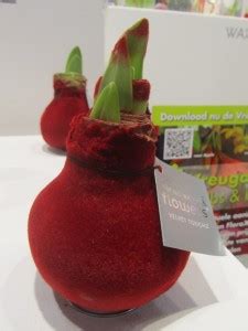 The use of forward and reverse genetic. Waxed Amaryllis bulb - a no-water selection