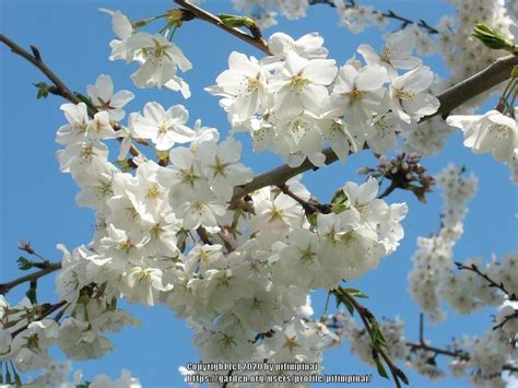 Japanese Flowering Cherry Prunus Serrulata Yae Akebono