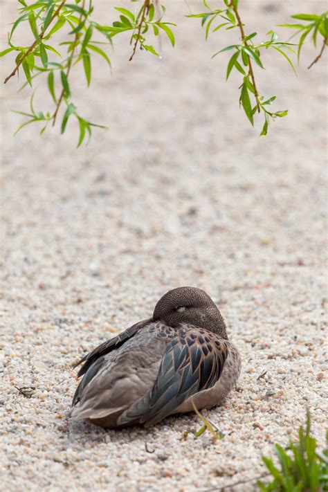 Sleeping Duck Free Stock Photo Public Domain Pictures