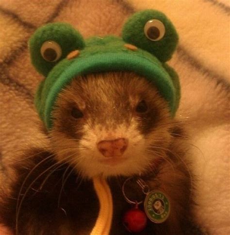 Animal Pictures 22 Adorable Animals Wearing Hats