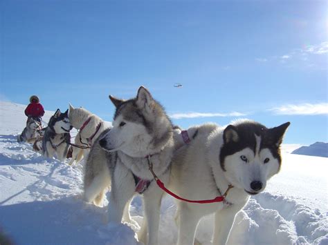 Sled Dogs Sled And Blankets On Pinterest