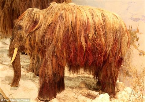 Worlds Only Woolly Mammoth Hair Hat Goes On Sale For £8000 In