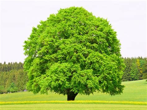 Tips And Information About Beech Gardening Know How
