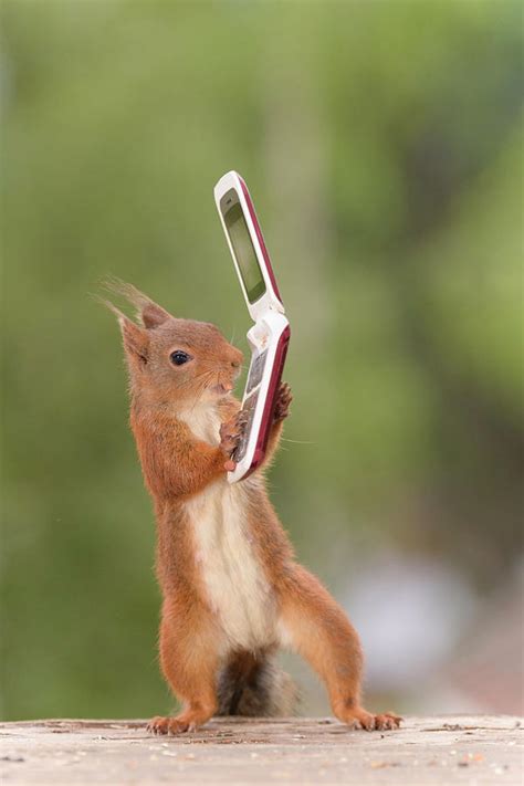 Squirrel Holding Miniature Flip Phone Photograph By Geert Weggen Pixels