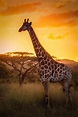 Giraffen Bilder