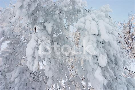 Snowy Branch Stock Photos
