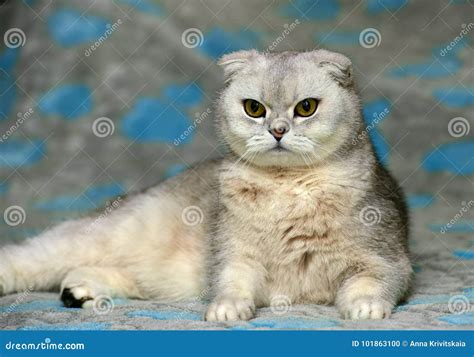 Scottish Fold Cat Stock Photo Image Of Kitten Pedigree 101863100