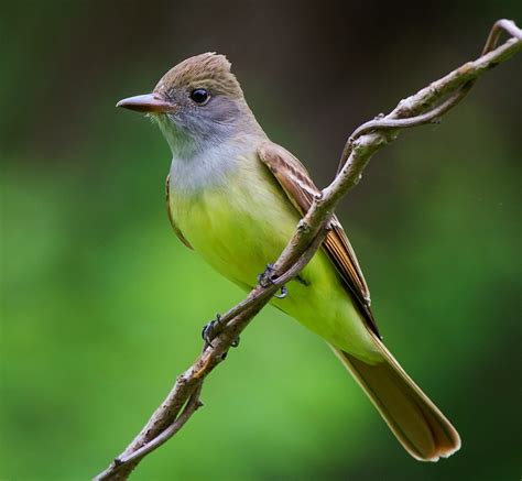 Great Crested Flycatcher Facts Habitat Diet Life Cycle Baby Pictures
