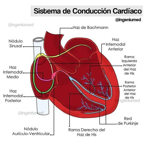 Sistema De Conducción Cardíaco Anatomia Cardiaca Anatomía Médica