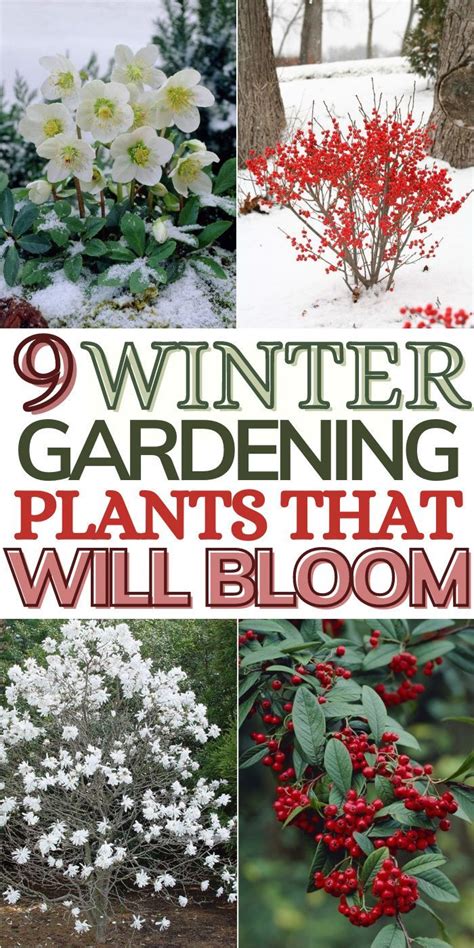 22 Beautiful Winter Flowers That Survive And Bloom In The Cold Artofit