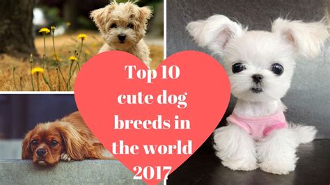Top 10 Cute Dog Breeds In The World 2017 Youtube