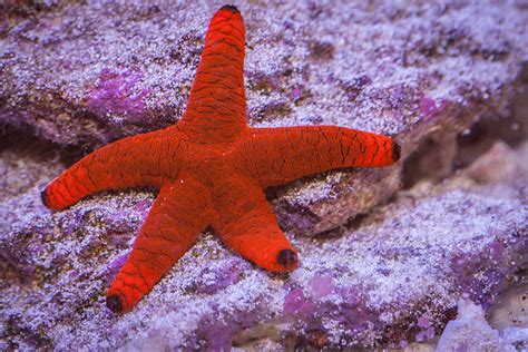 Fromia Starfish Stock Photos Pictures And Royalty Free Images Istock