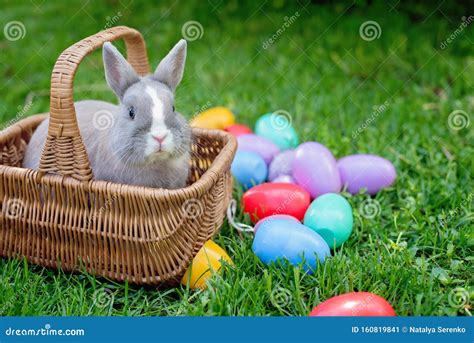 Easter Bunny And Easter Eggs On Spring Green Grass Cute Rabbit Stock