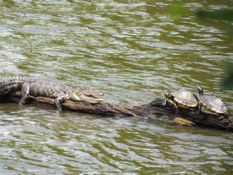 Wild Alligator And Turtles At Lake Talquin Tallahassee