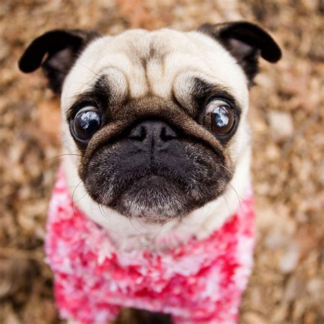 25 Imágenes De Perros Pug Que Te Llenarán El Corazón De Ternura