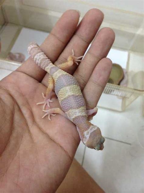 Leopard Gecko For Sale Adoption From Penang Georgetown
