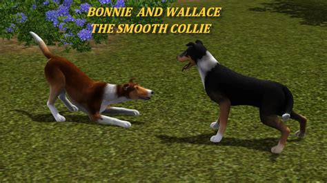 Mod The Sims The Smooth Collie