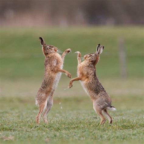 Psbattle Rabbits Dueling Rphotoshopbattles