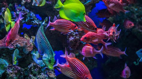 Underwater View Of Colorful Tropical Coral Reef Fish Maui Hawaii Windows 10 Spotlight Images