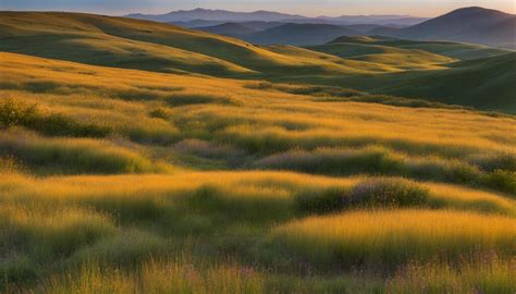 Witness The Untamed Beauty Of The Great Valley Grasslands State Park