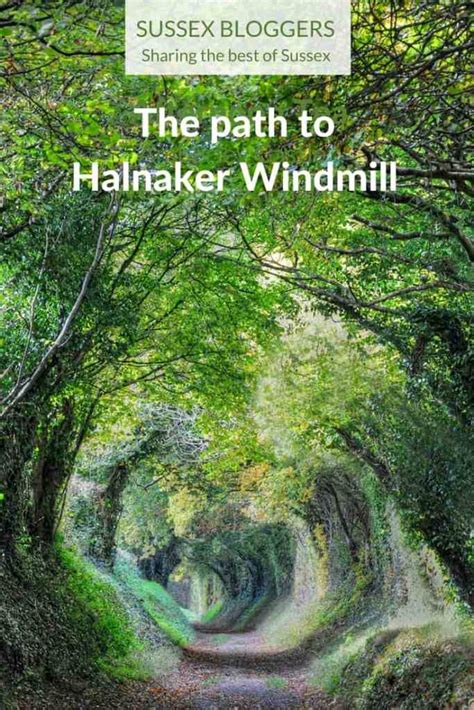 The Path To Halnaker Windmill A Magical Tunnel Of Trees Sussex Bloggers