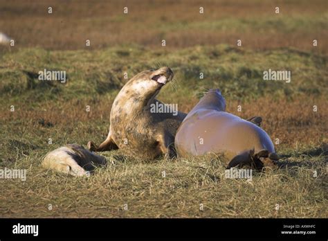 Two Adult Grey Seals Fighting Halichoerus Grypus Also Known As The