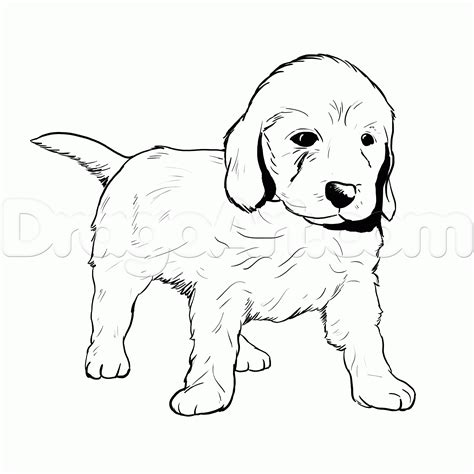 The color range of a labradoodle is more extensive than a goldendoodle. Free coloring pages of goldendoodle puppies | Dog coloring page, Golden retriever drawing, Puppy ...