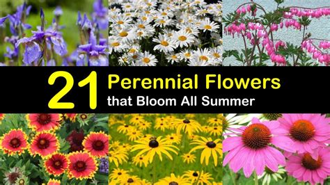 Colorful blooms are usually associated with plants such as annuals, perennials, trees and tropicals, but did you know that there is a wide assortment of flowering shrubs that give just listed below are some summer blooming shrubs that we recommend to keep your landscape colorful this summer! 21 Perennial Flowers that Bloom All Summer - Even from ...