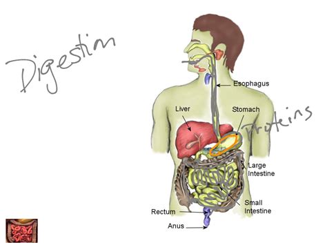 Ks4 pe human body & movement sport, society and wellbeing. Digestion | Science, Biology, Physiology, Human-body ...