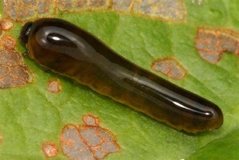 Pear Slug Sawfly Larva The Backyard Arthropod Project